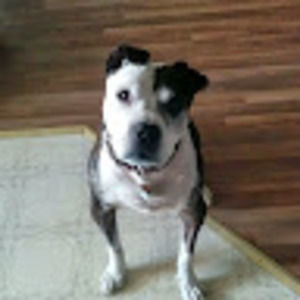 Meet your Posher, Josh